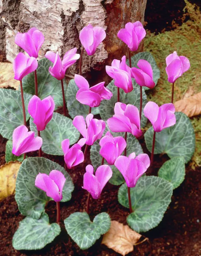 Cyclamen cilicum  de gradina rezistent la inghet infloreste toamna [1]