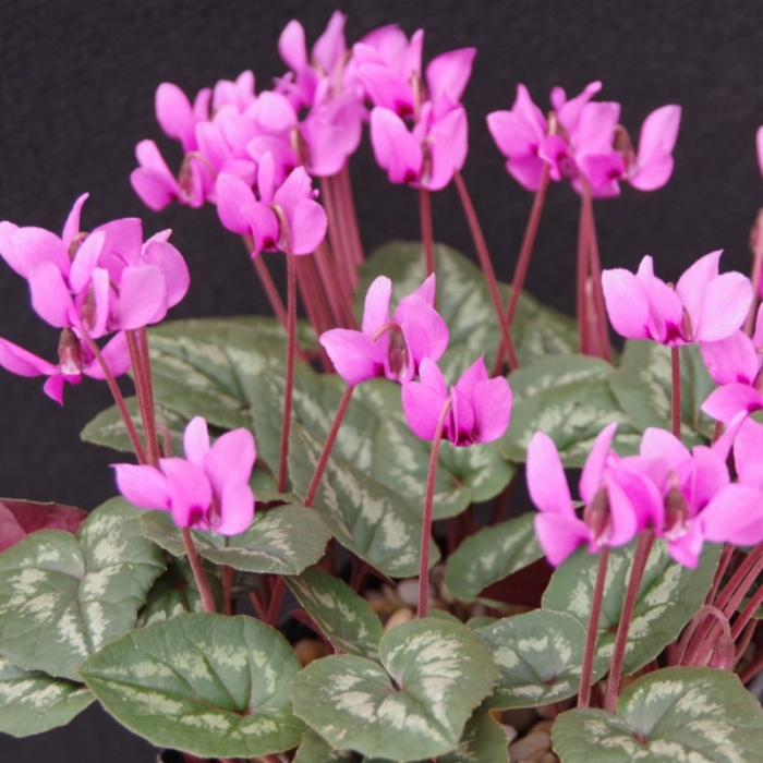 Cyclamen coum de gradina infloreste primavara devreme  [1]