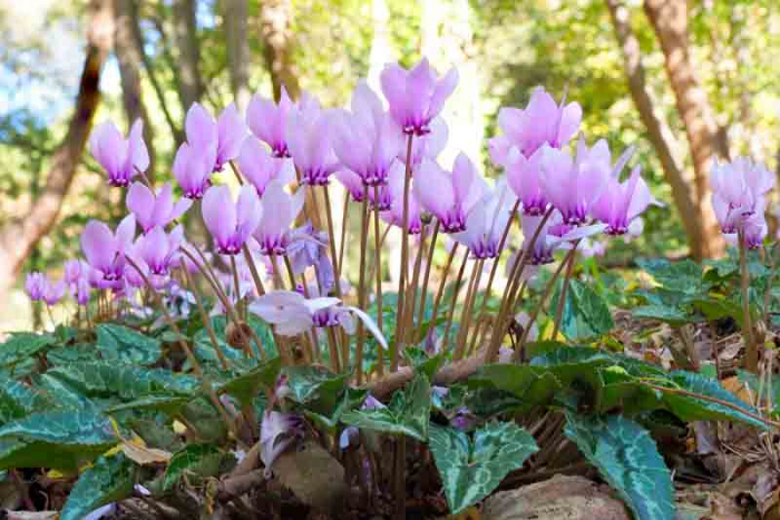 Cyclamen Hederifolium de gradina infloreste toamna [1]