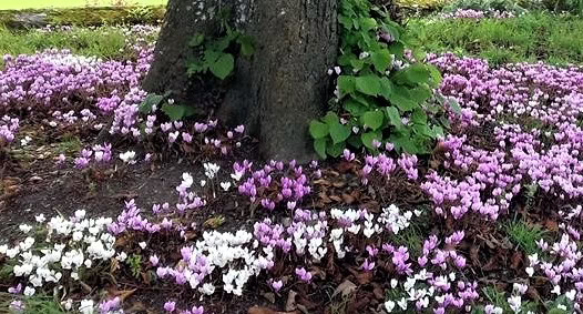 Cyclamen Hederifolium de gradina infloreste toamna [2]