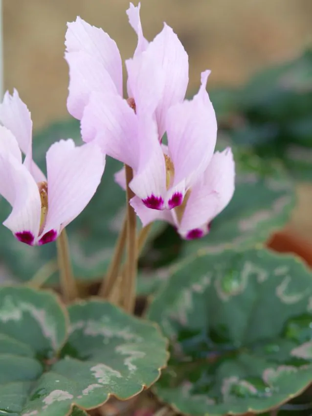 Cyclamen mirabile de gradina infloreste toamna [1]