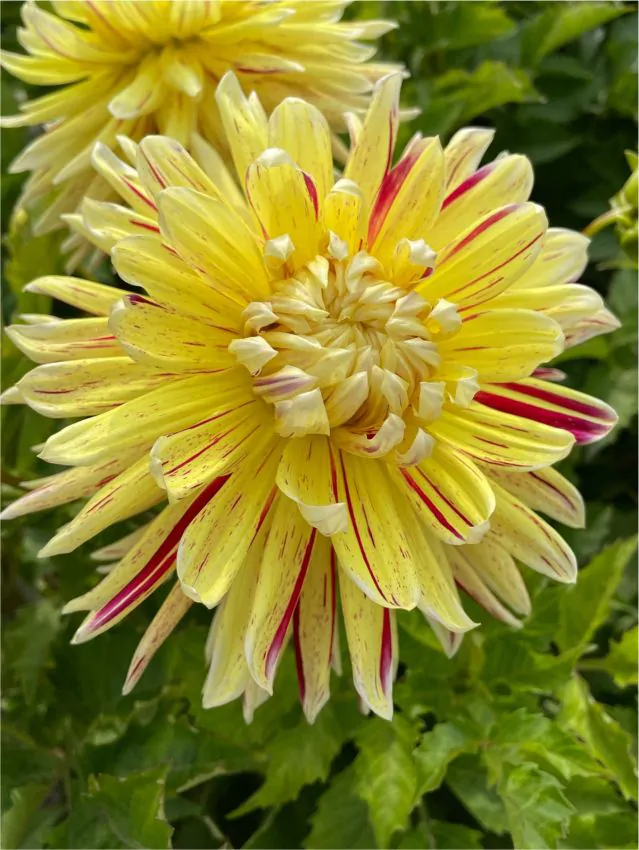 Dalia Decorativa Cambridge marime 1 [3]