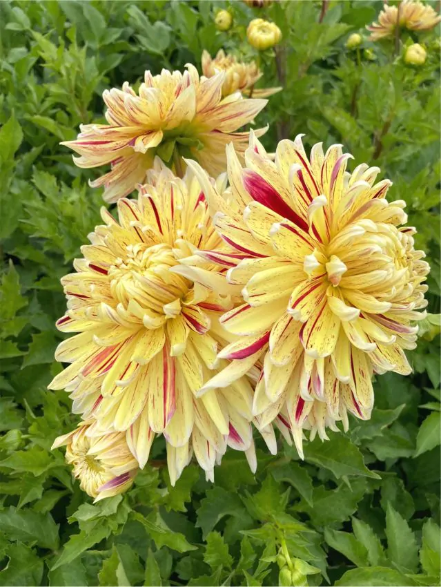Dalia Decorativa Cambridge marime 1 [5]