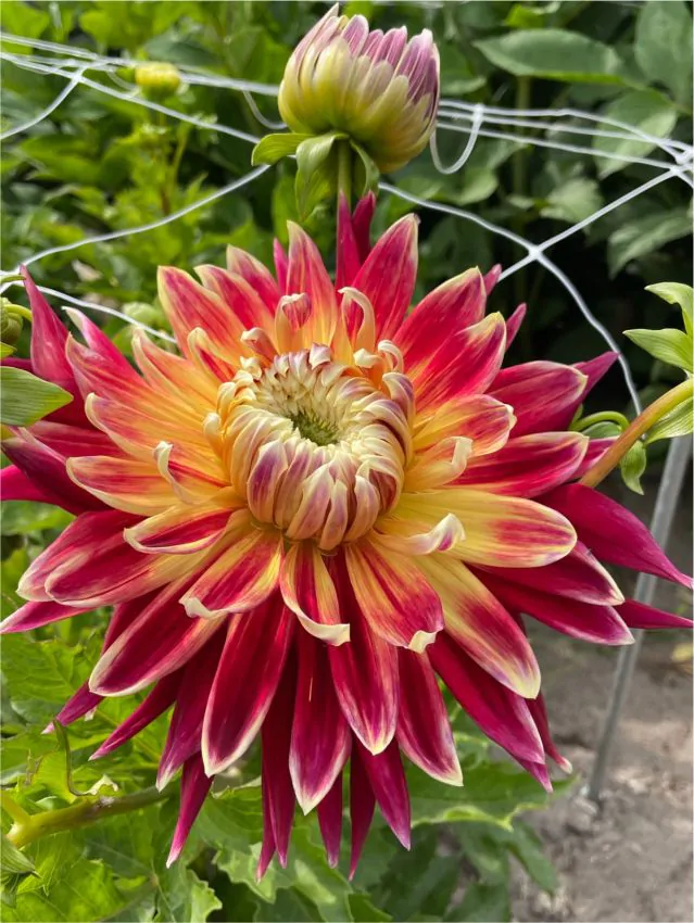 Dalia Decorativa Cambridge marime 1 [2]