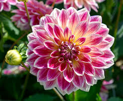 Dalie decorativa Temple of Beauty [3]