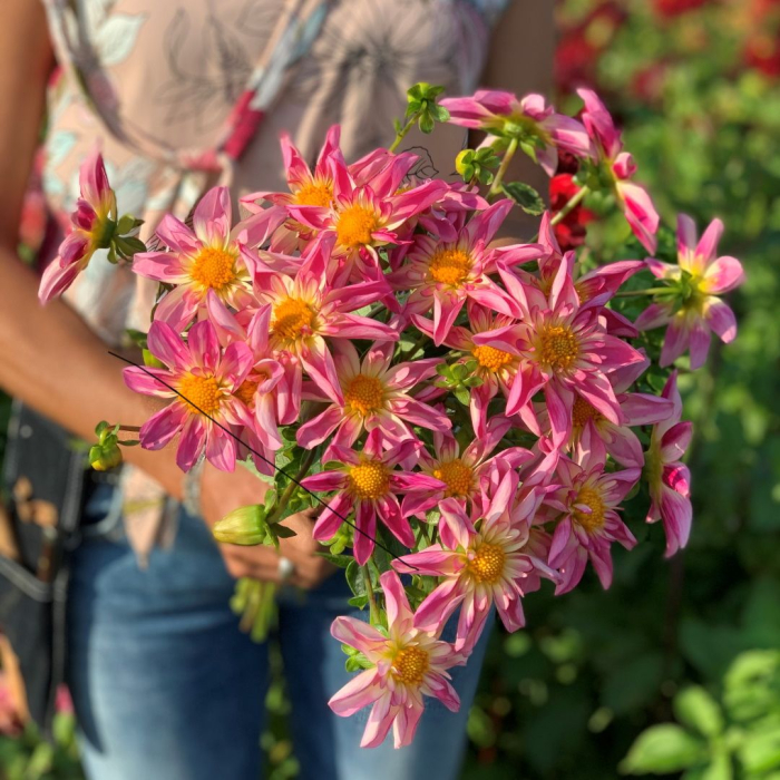 Dalie colarette Fancy Pants [2]