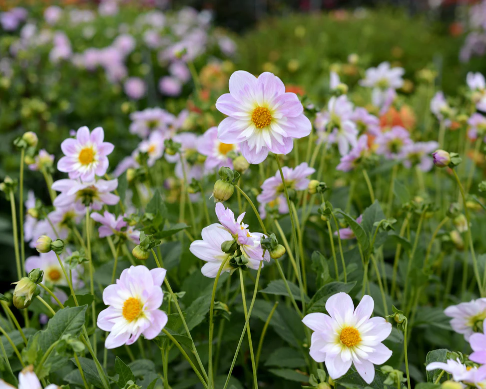 Dalie colarette Teesbrooke Audrey [2]