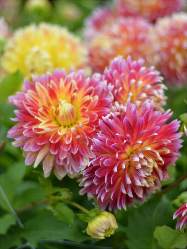 Dalie decorativa Akita [2]