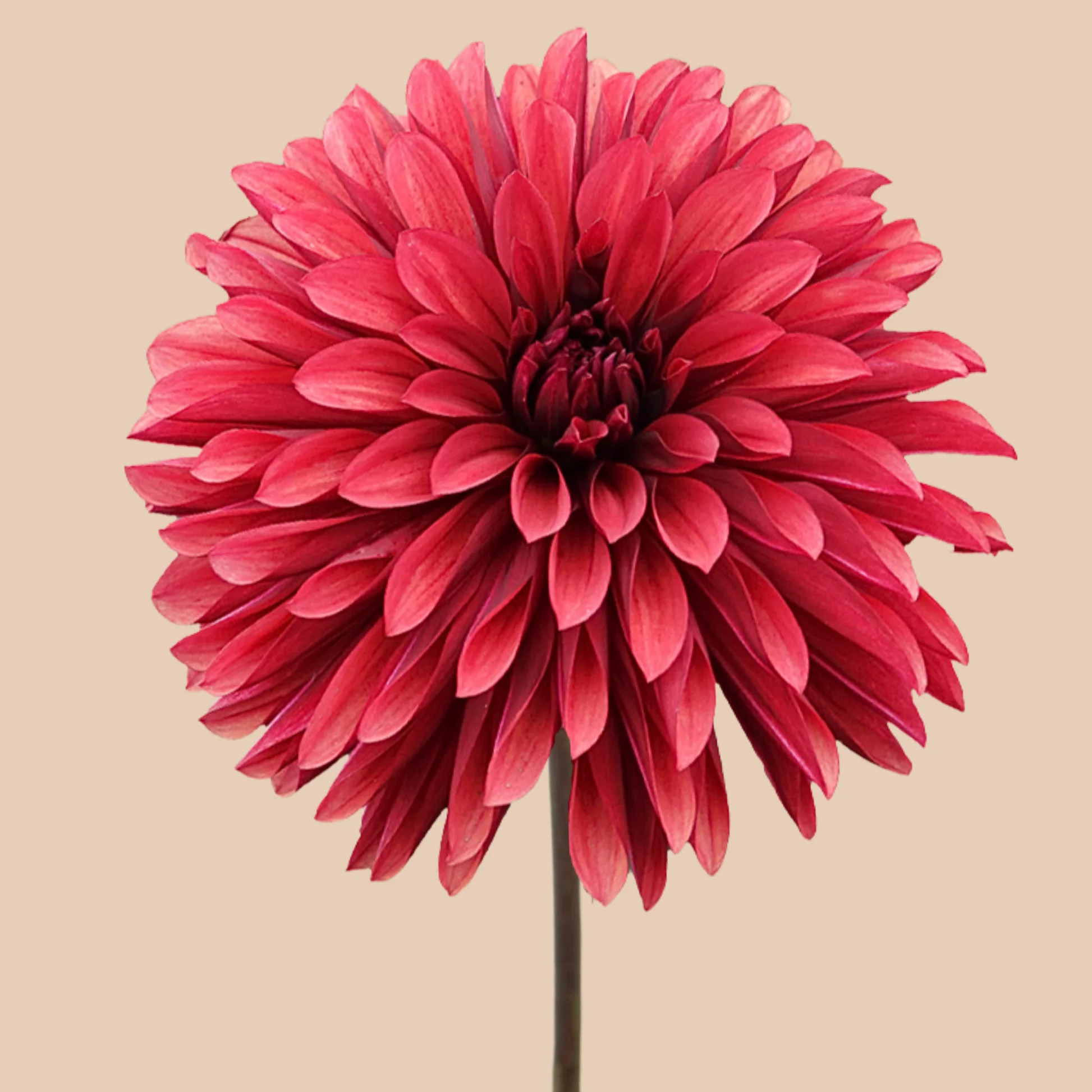 Dalie decorativa Danique [2]