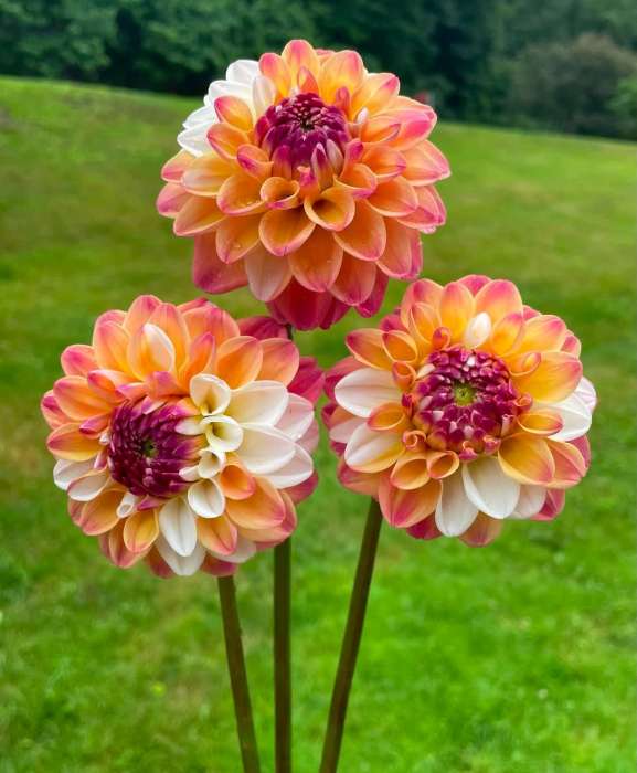 Dalie decorativa Double Jill [2]