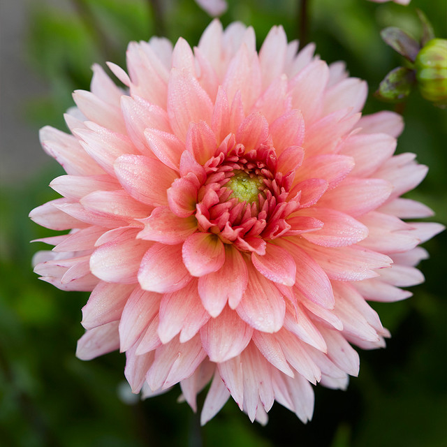 Dalie decorativa Gallery Leonardo [2]