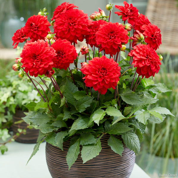 Dalie decorativa Gallery Singer [2]