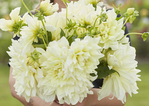 Dalie decorativa Icebreaker [2]