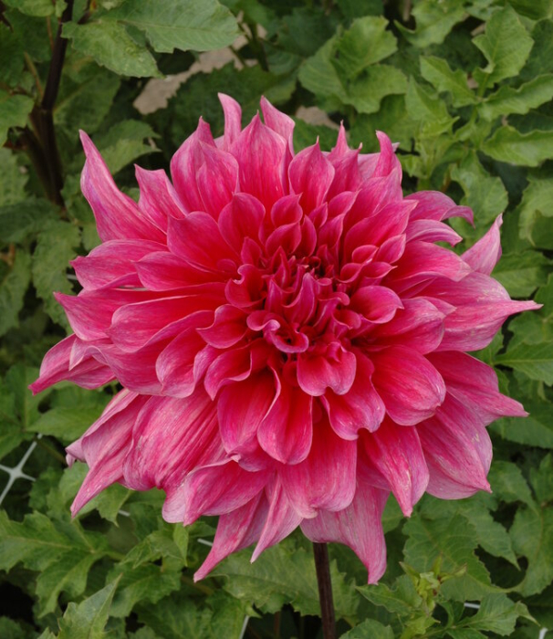 Dalie decorativa Maki [2]