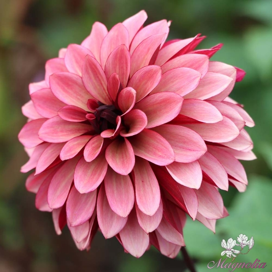 Dalie decorativa Night Silence [2]