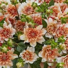 Dalie decorativa Orange Perfection [3]