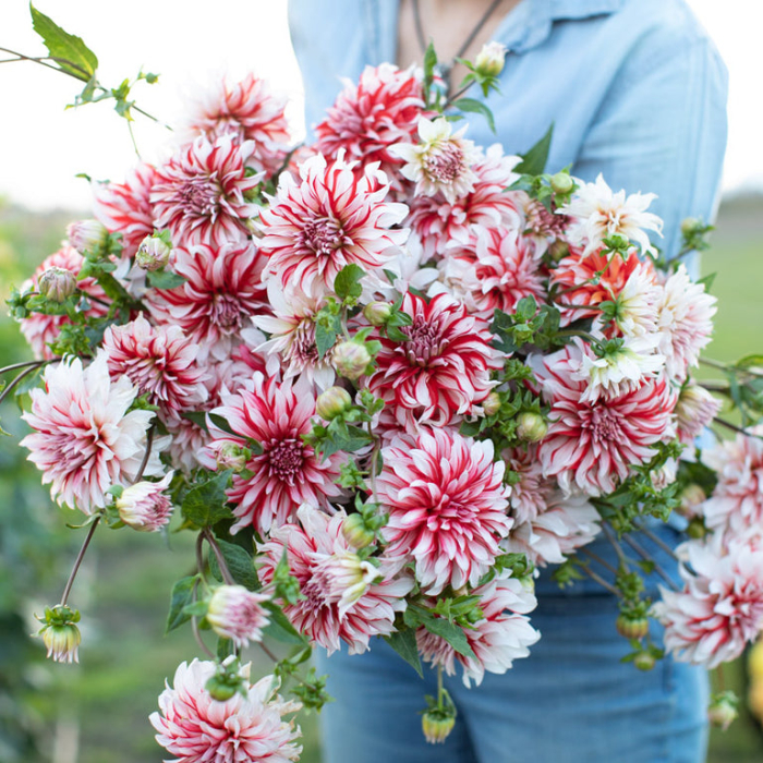 Dalie decorativa Santa Claus US [2]