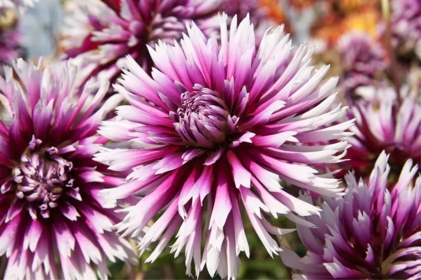 Dalie franjurata Alauna Claire Obscure [2]