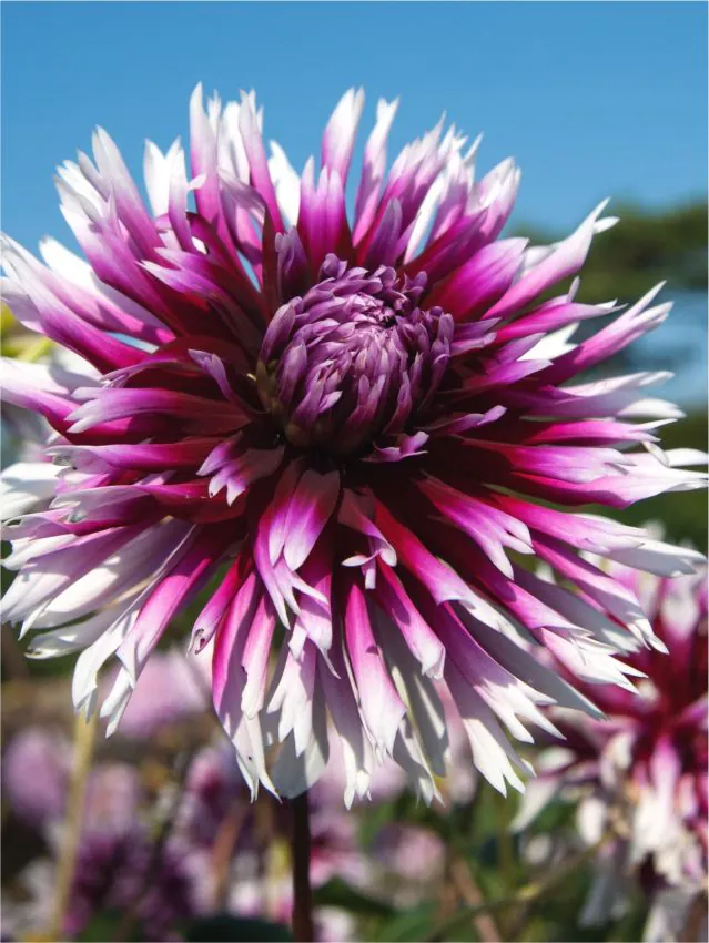 Dalie franjurata Alauna Claire Obscure [3]