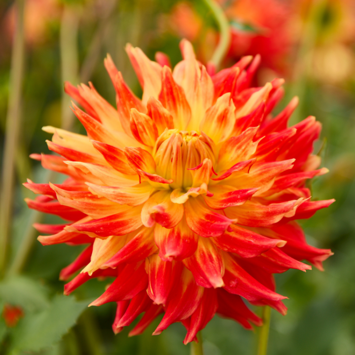 Dalie franjurata Fired Up [2]