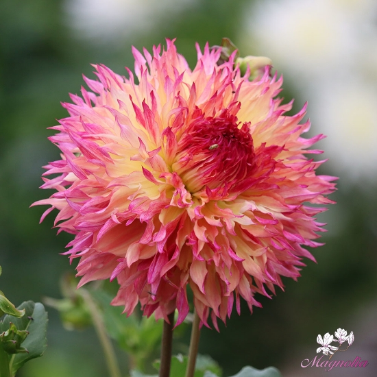 Dalie franjurata Myrtle‘s Folly [2]