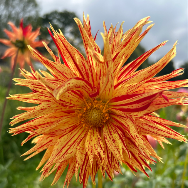 Dalie franjurata Rejman's Firecracker [2]