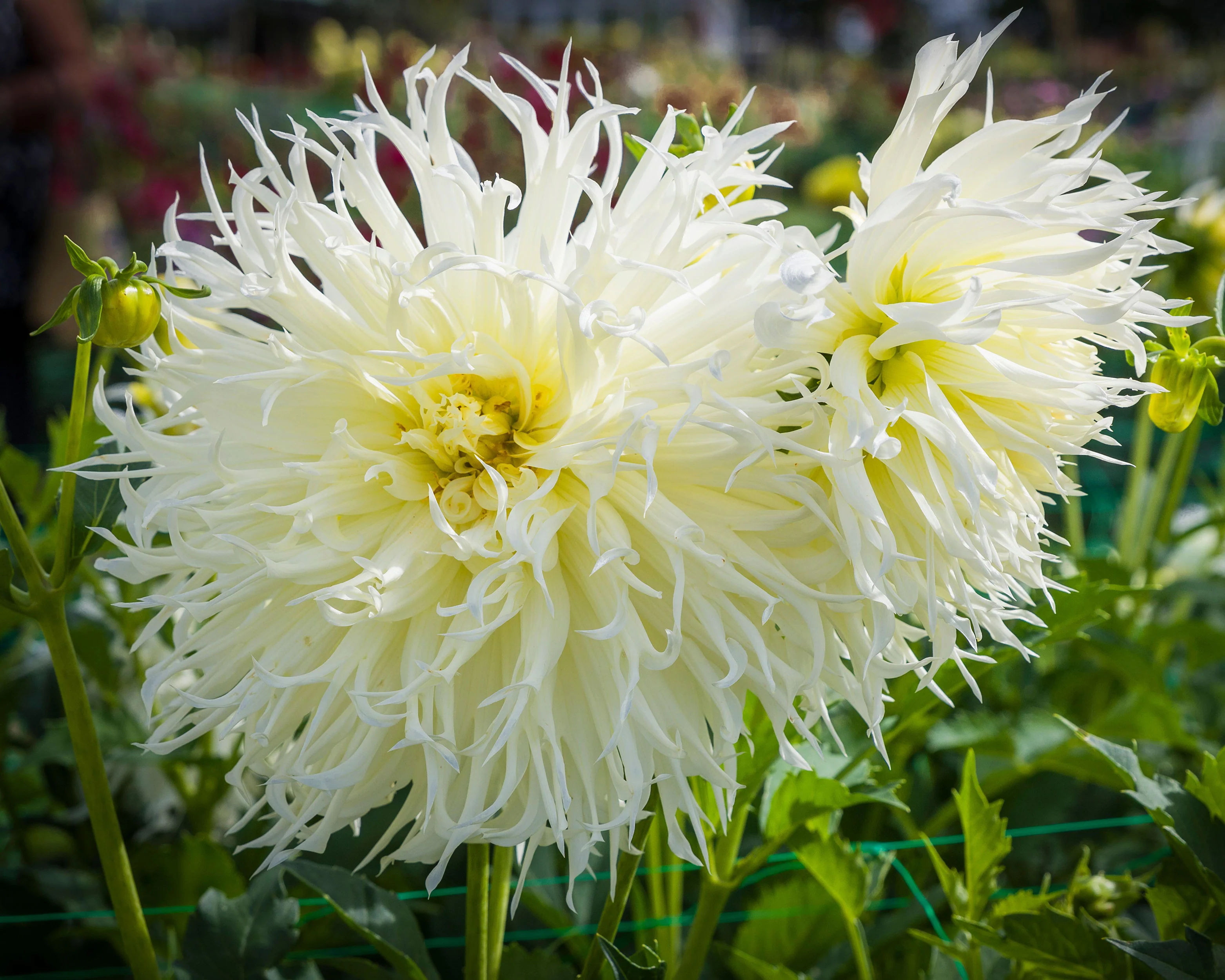 Dalie franjurata Tsuki-Yori-No-Shisha [4]