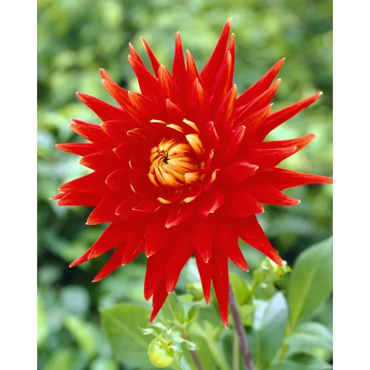 Dalie franjurata Vulcan [2]