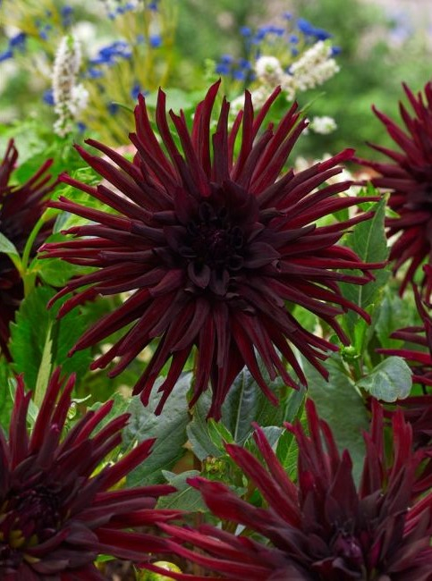 Dalia Nuit d'ete marime 1 [1]