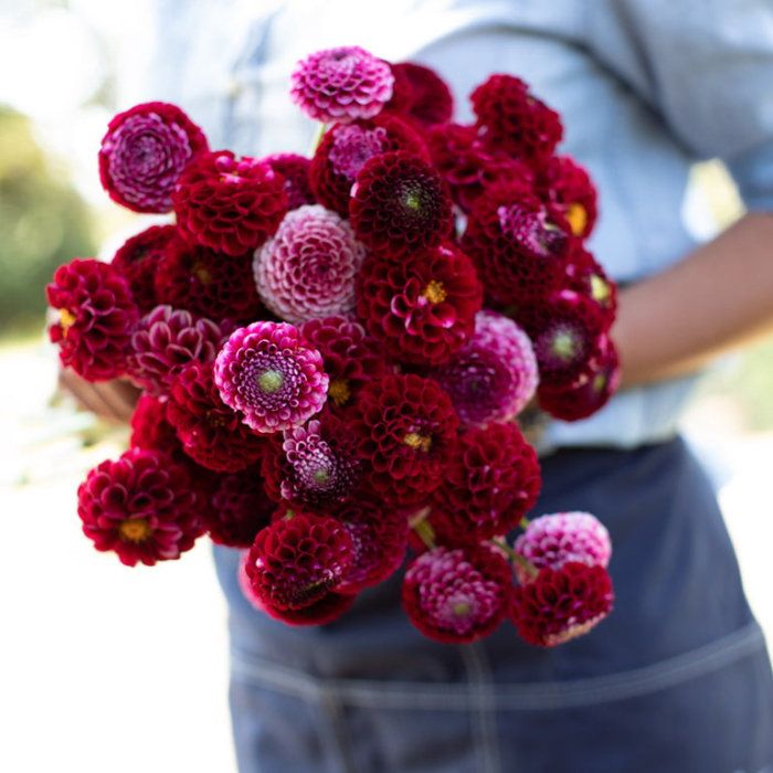 Dalie pompon Chick A Dee US [2]