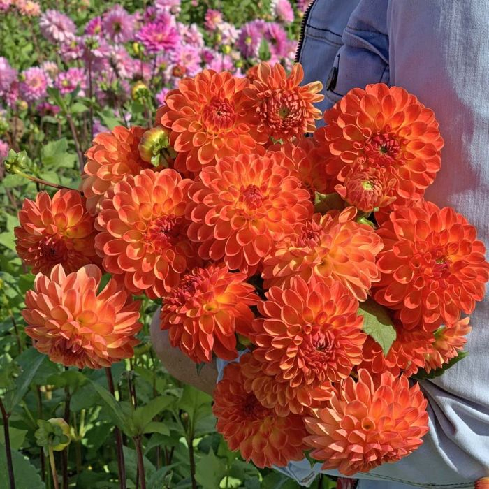 Dalie pompon Jowey Chantal [2]