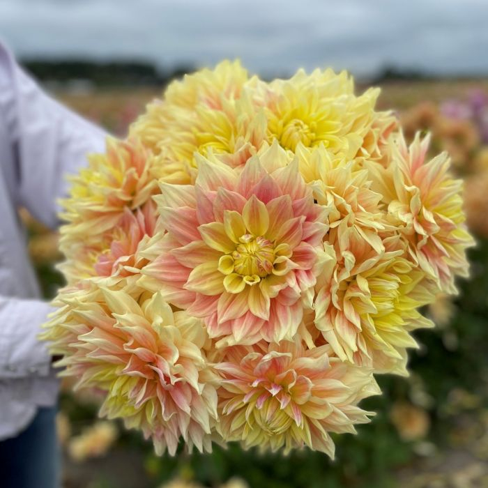 Dalie Decorativa - Advance [2]