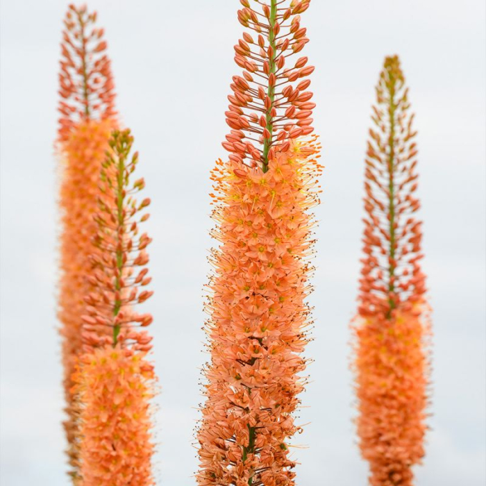 Eremurus Cleopatra [3]