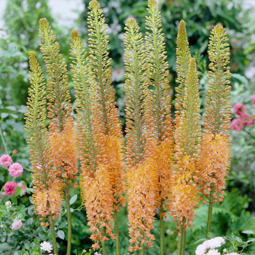 Eremurus Cleopatra [2]