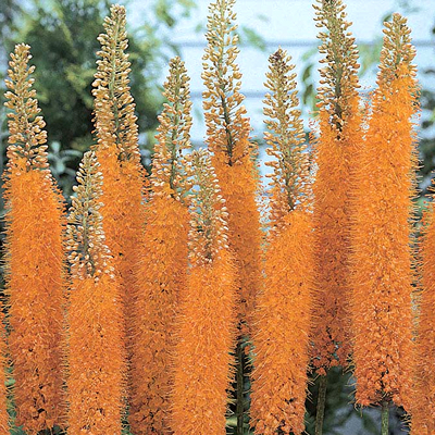 Eremurus Pinokkio 1 buc marime I [2]