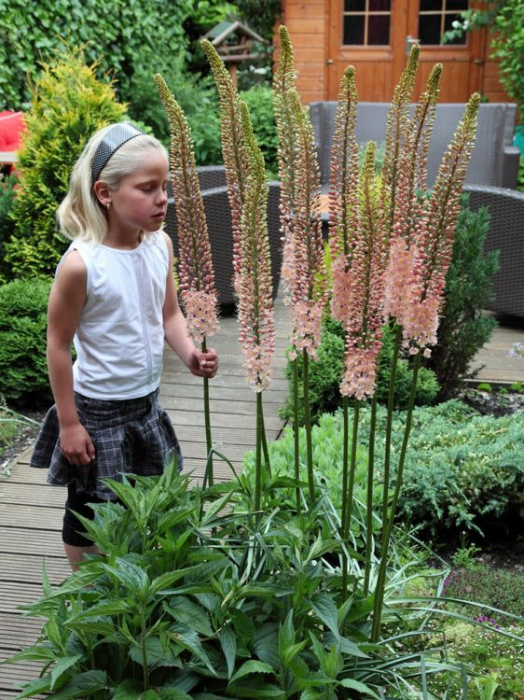  Erumurus Romance, bulbi eremurus [2]