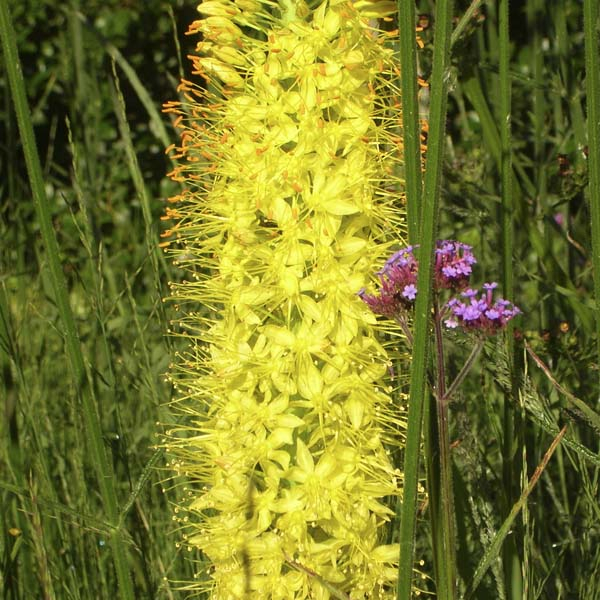 Eremurus Tap Dance 1 buc [1]