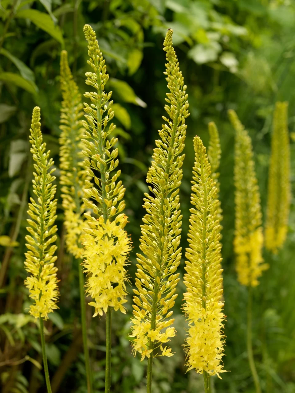 Eremurus Tap Dance 1 buc [2]