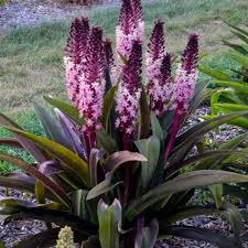 Eucomis Comosa [1]