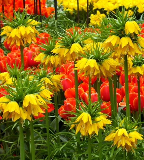 Fritillaria Maxima Lutea 1 buc marime 20/24 [3]