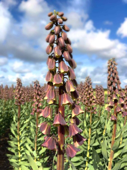 Fritillaria persica Magic Bells 1 buc marime 20/24 [2]