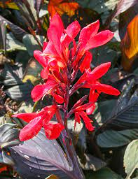 Canna Futurity Red [1]