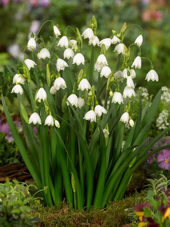 Ghiocei dantelati - Leucojum aestivus  5 buc marime 7/8 [2]