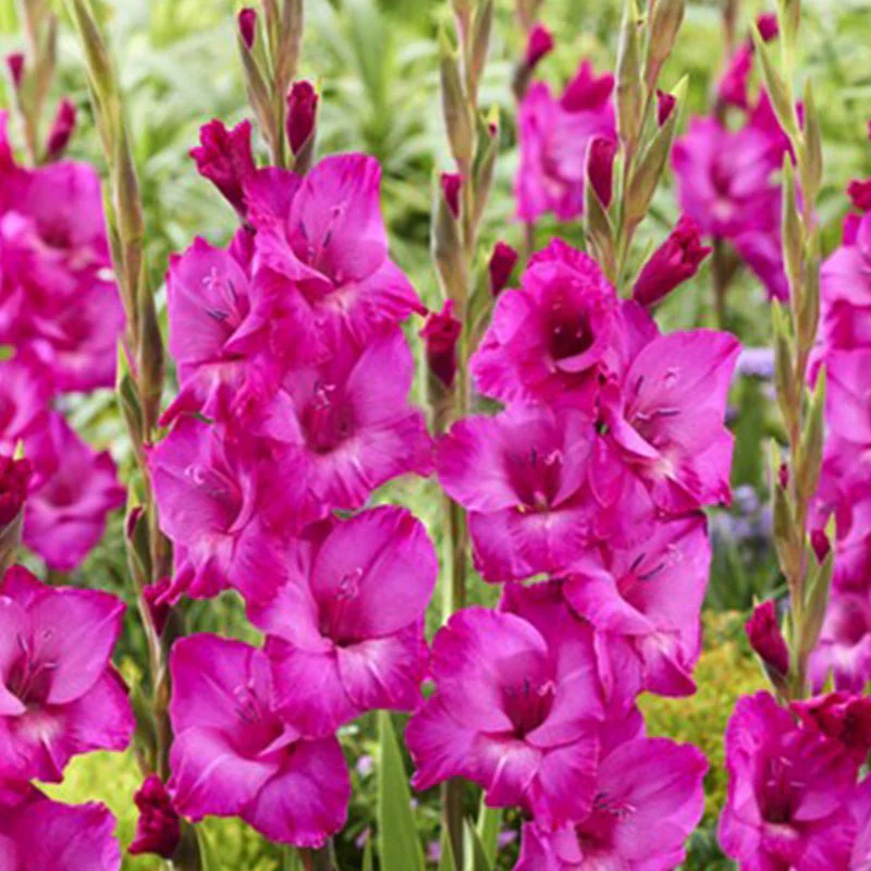 Gladiole Aurora  marime 12/14 [2]