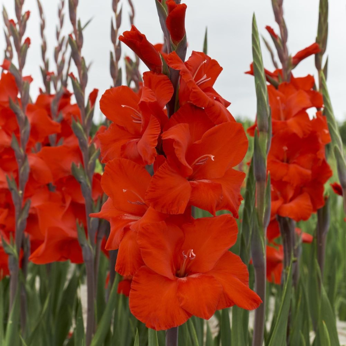 Gladiole Dador de Pan marime 14/16 [2]