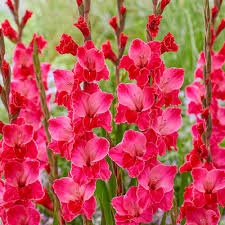 Gladiole Fairytale  10/12 [2]
