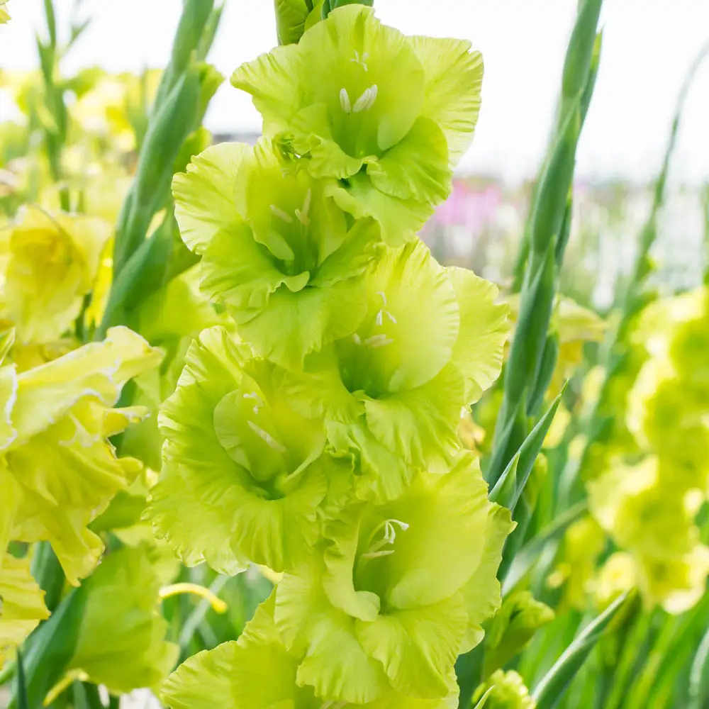 Gladiole Green Star  marime 12/14 [2]