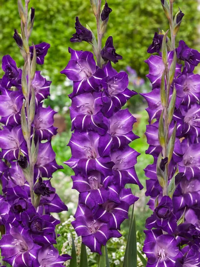 Gladiole Hallowy  marime 12/14 [2]