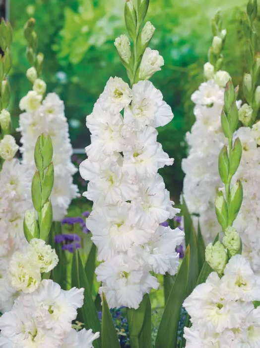 Gladiole  Ivory Perfection  marime 12/14 [2]