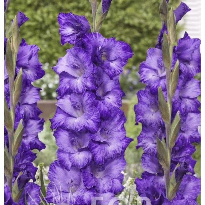 Gladiole Mauve Muse  marime 12/14 [2]